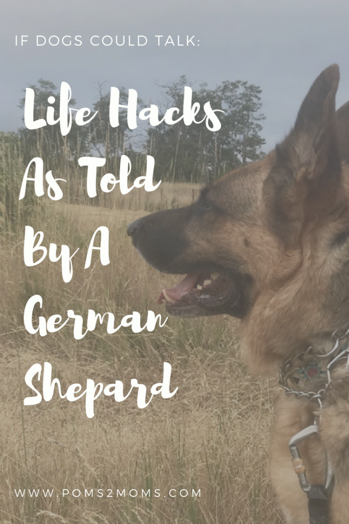 german-shepard-dog-life-lessons