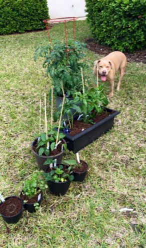 Dog-With-Garden
